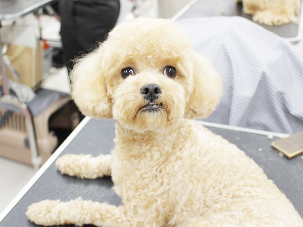 ☆お客様犬のトリミング☆